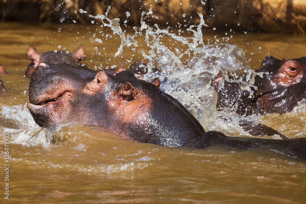 Fototapeta premium African hippo 