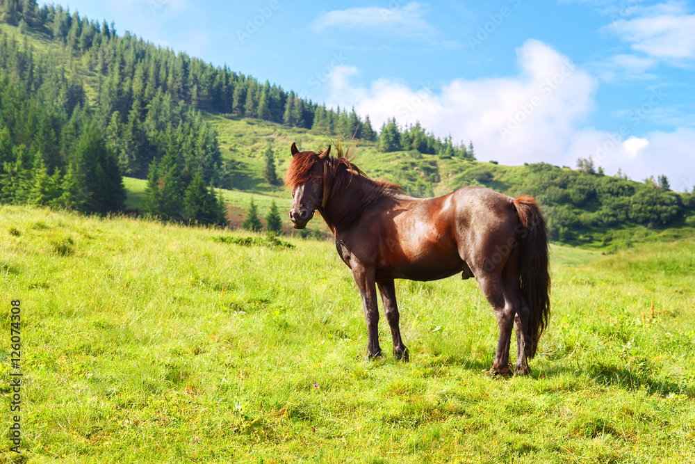 Obraz premium Horse grazing in pasture