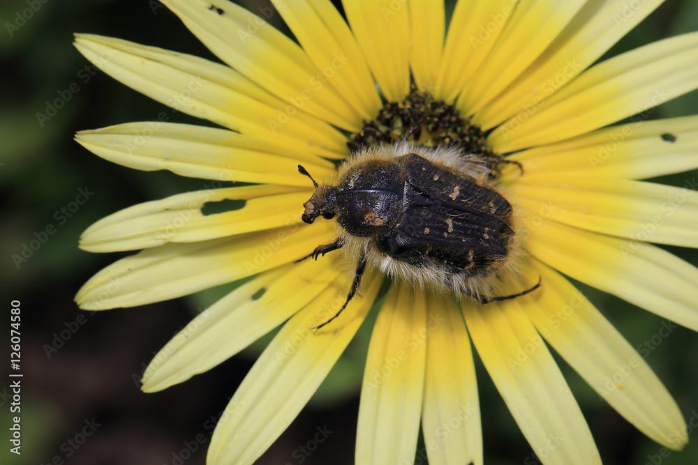 Apple Blossom Beetle (Tropinota hirta) on yellow flower, Andalucia, Spain. Apple Blossom Beetle (Tropinota hirta) on yellow flower, Andalucia, Spain.