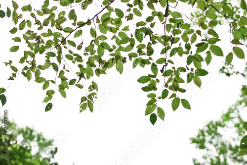 on a white background green leaves tree branches