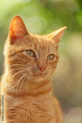 Domestic orange small cat outdoors. Looking up, eyes slightly cl