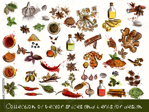 vector spices and herbs chili, vanilla, curry, mint, dill, parsl