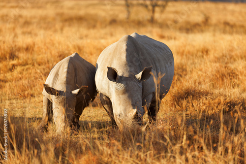 Portrait of two white rhinos in Nakuru Park  Kenya during the dr