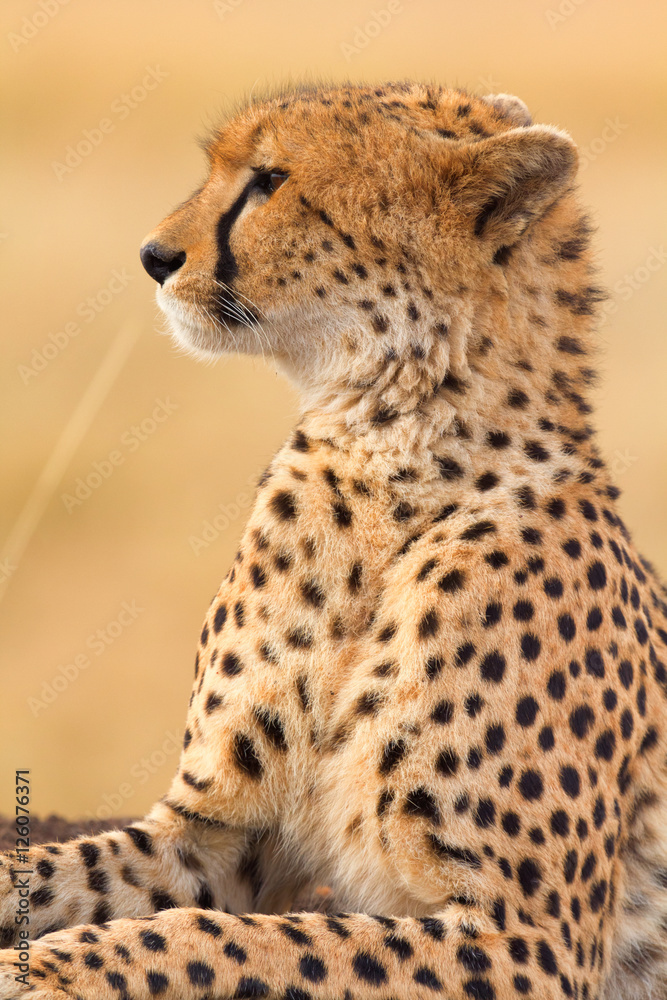 Male cheetah sitting in grass and looking for its pray in Masai Male cheetah sitting in grass and looking for its pray in Masai