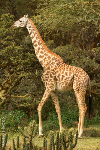 Giraffe among the trees in Naivasha National Park, Kenya. Side v