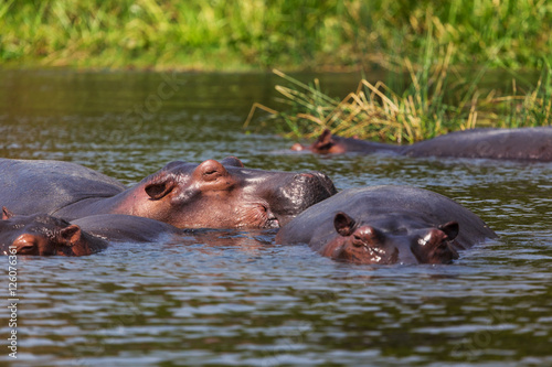 African hippo
