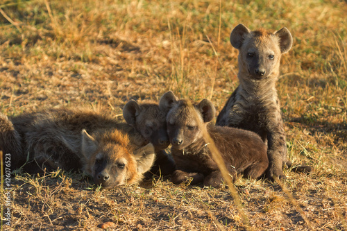 Babies spotted hyena cubs just come out from their hole early in