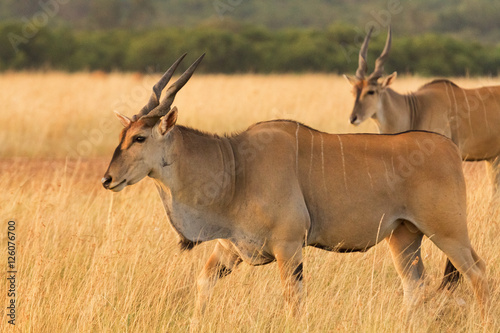 Eland antelope in grass during the dry season in Masai Mara, Ken © ivanmateev