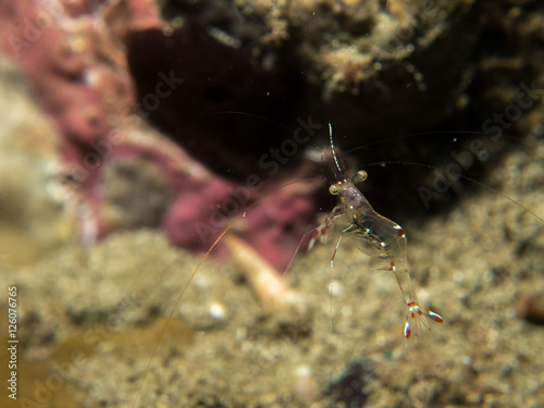 ghost shrimp under the sea photo