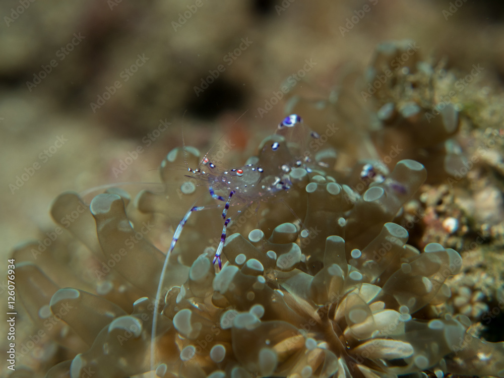 ghost shrimp under the sea ghost shrimp under the sea