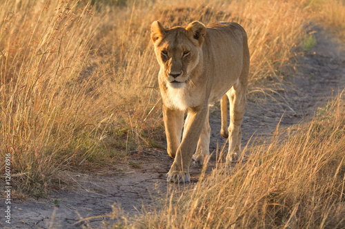 Female lion walking around in the grass in Masai Mara  Kenya. Ho