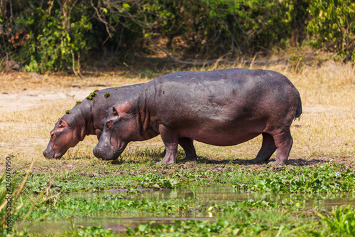 African hippo 