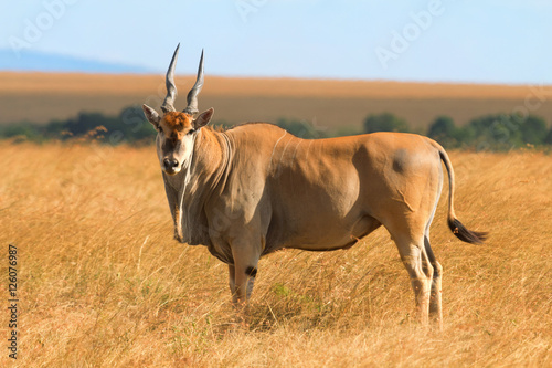 Eland antelope in grass during the dry season in Masai Mara, Ken photo