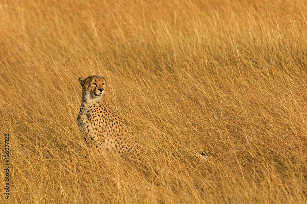 Fototapeta premium Male cheetah walking in grass and looking for its pray in Masai
