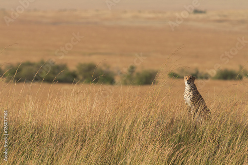Male cheetah walking in grass and looking for its pray in Masai
