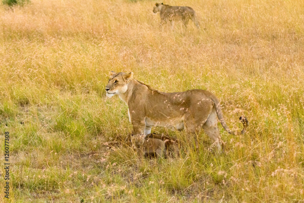 Female lion with cubs in Masai Mara, Kenya Female lion with cubs in Masai Mara, Kenya