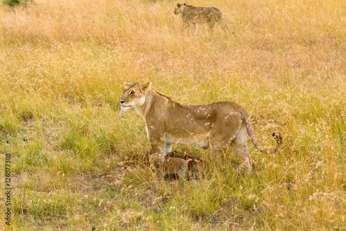 Female lion with cubs in Masai Mara, Kenya © ivanmateev