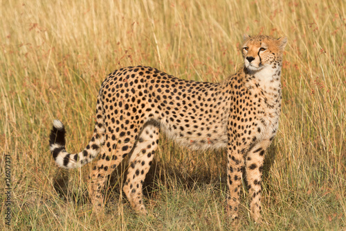 Male cheetah walking in grass and looking for its pray in Masai