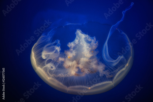 Jellyfish 2
