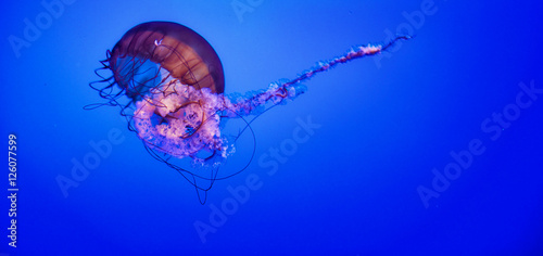 Jellyfish