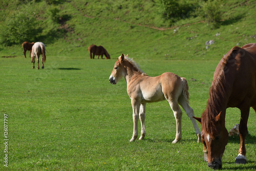 Little foal on a green grass field with flowers and other adult
