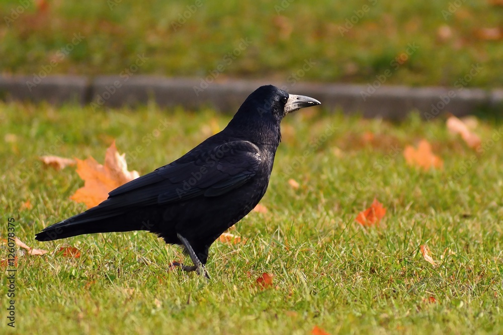Obraz premium Beautiful picture of a bird - raven / crow in autumn nature. (Corvus frugilegus)