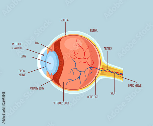 Human eye color structure anatomy scheme. Vector flat cartoon illustration