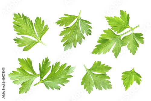 Parsley leaf isolated on white. Closeup