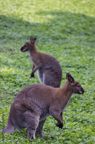 Two kangaroos in the grass looking in a different directions