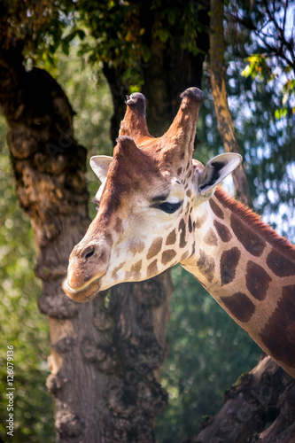 The head of giraffe in trees