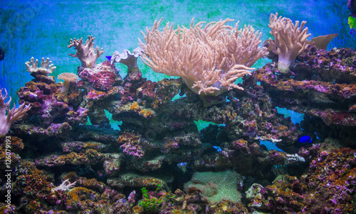 Beautiful colorful coral garden in aquarium
