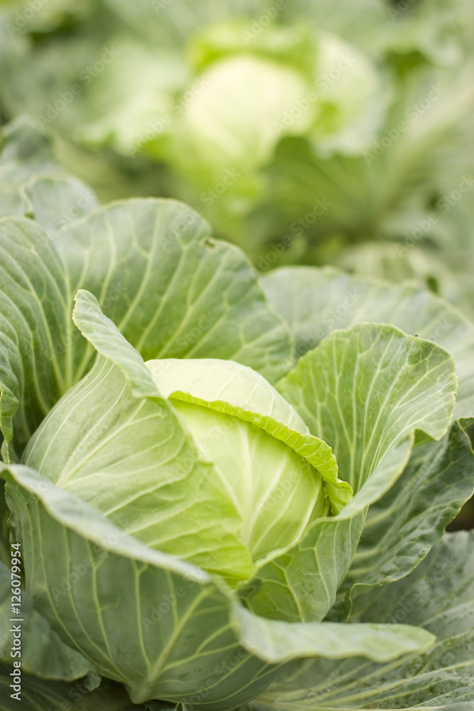 green cabbage growing in garden green cabbage growing in garden