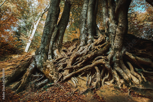 Old big tree roots autumn forest