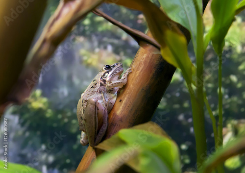 Австралийская остроносая квакша -Rocket Frog photo