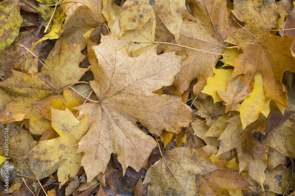 Autumn, fallen leaves