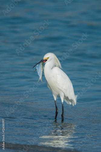 Snowy Egret With Fish.