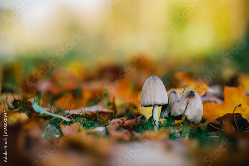 Mushroom in autumn park