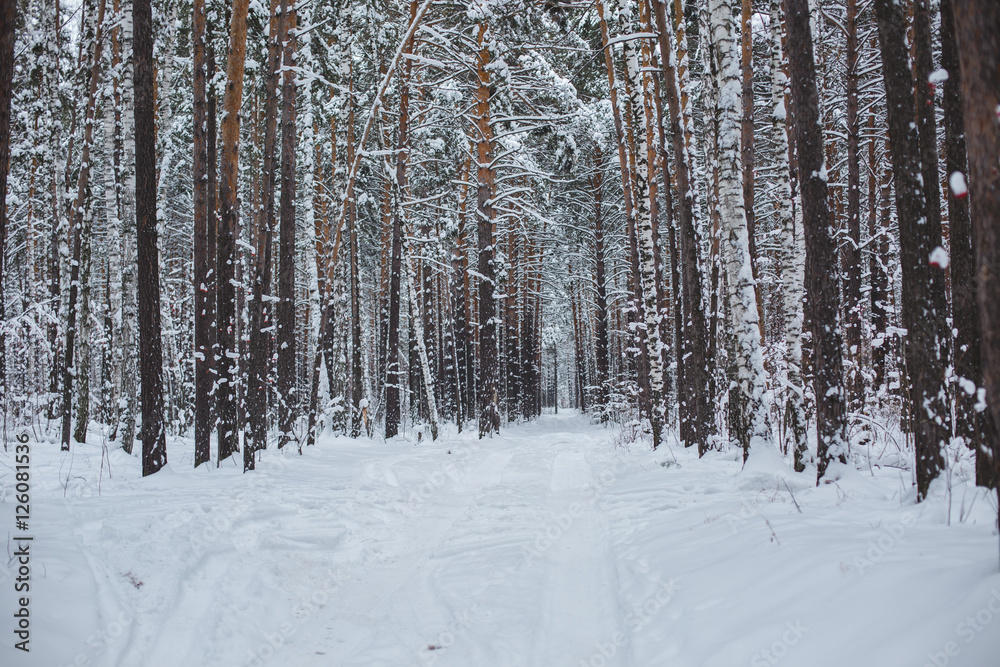 frosty winter landscape in snowy forest frosty winter landscape in snowy forest