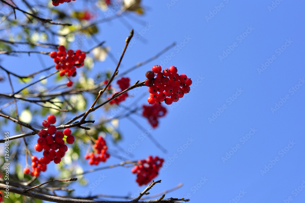 Red rowan berry with blue sky in background. Red rowan berry with blue sky in background.