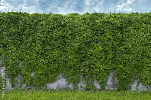 wall of wild grapes
