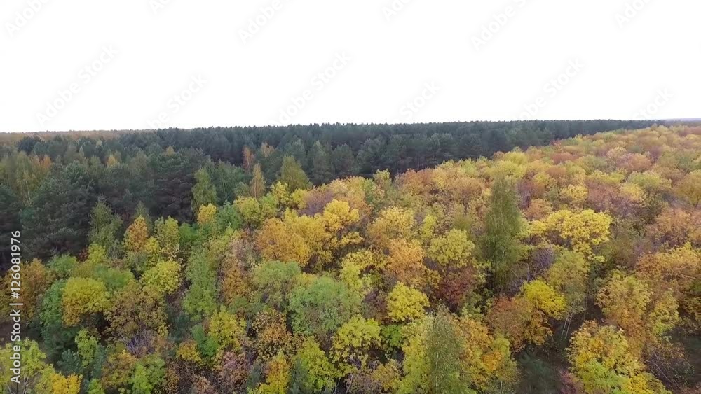 Autumn yellow trees Autumn yellow trees