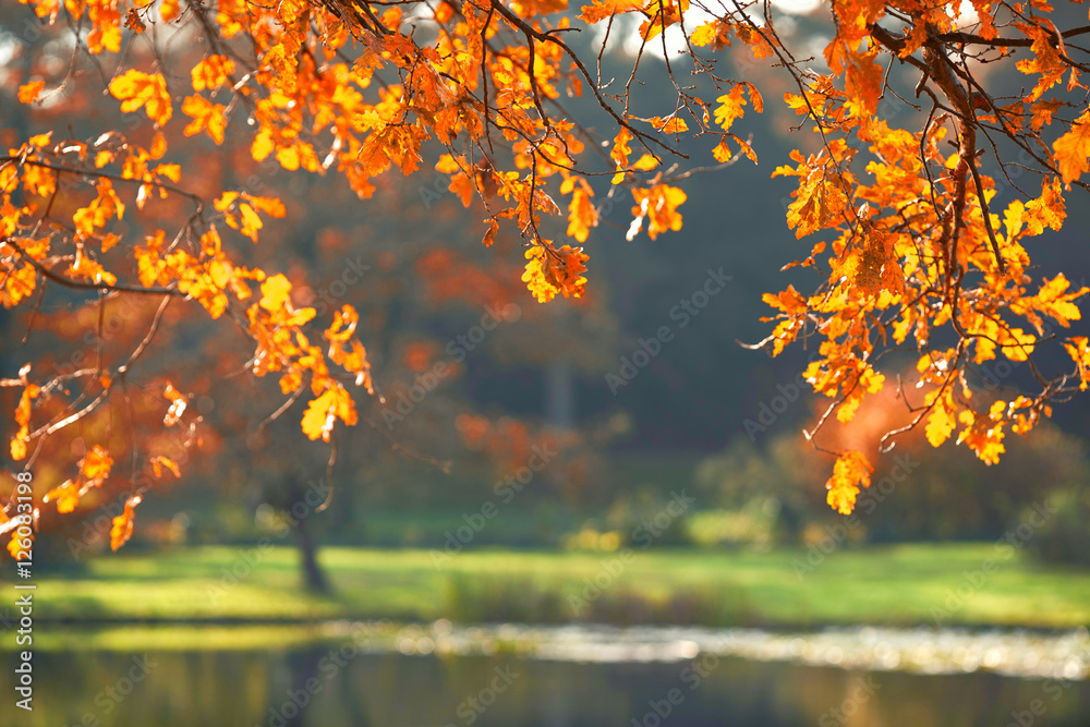 leuchtende bunte Blätter in der Herbstsonne am See