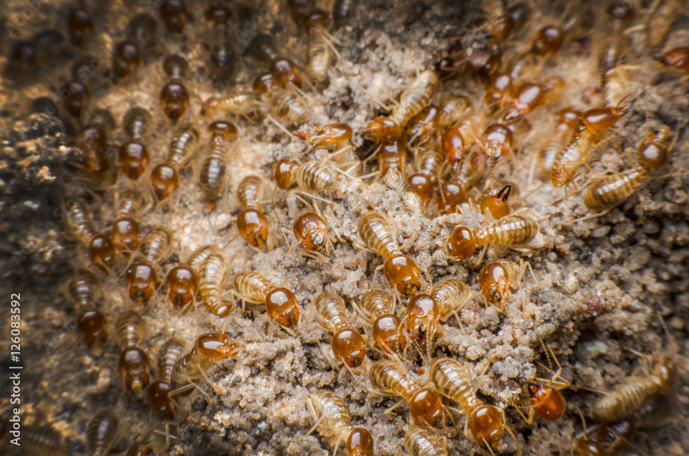 termite