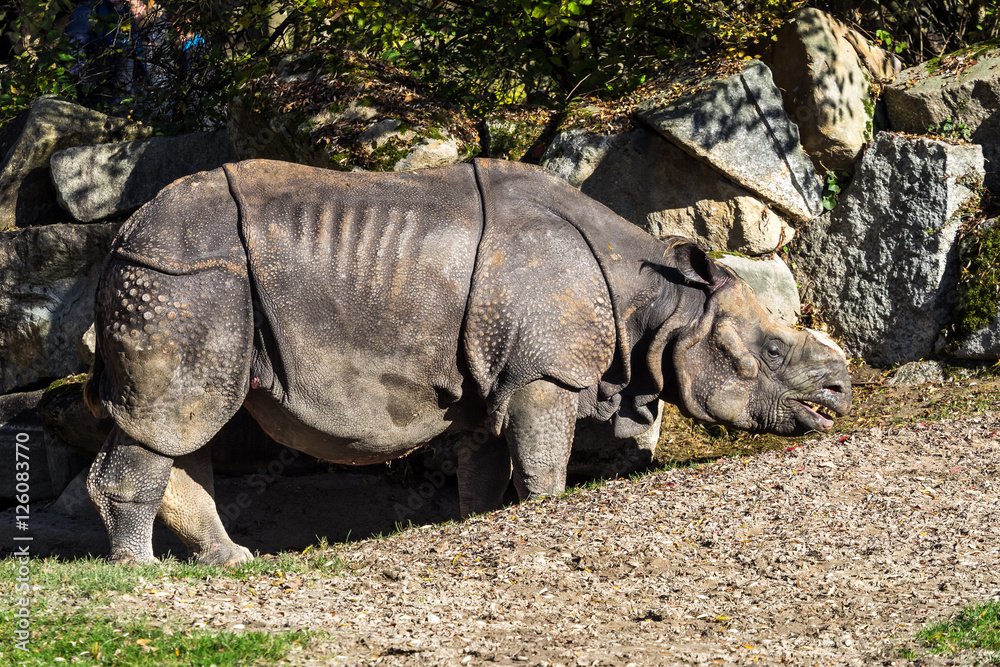Fototapeta premium Indisches Panzernashorn - Rhinoceros unicornis - Rhinozeros - Nashorn