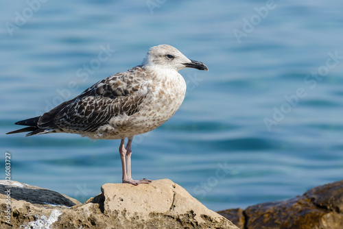 Seagull © achpf
