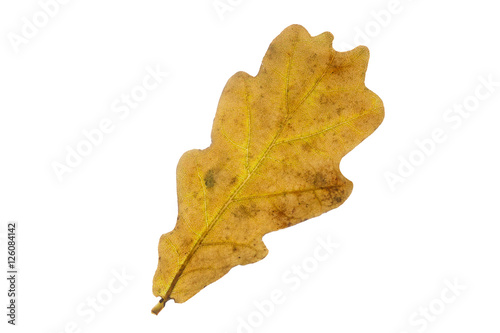 Eichenblatt mit Herbstfärbung, freigestellt
