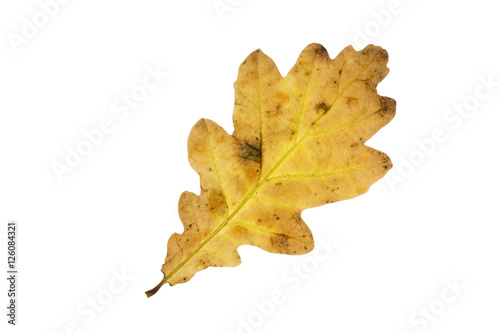 Eichenblatt mit Herbstfärbung, freigestellt
