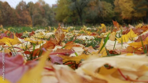 Fallen autumn maple leaves