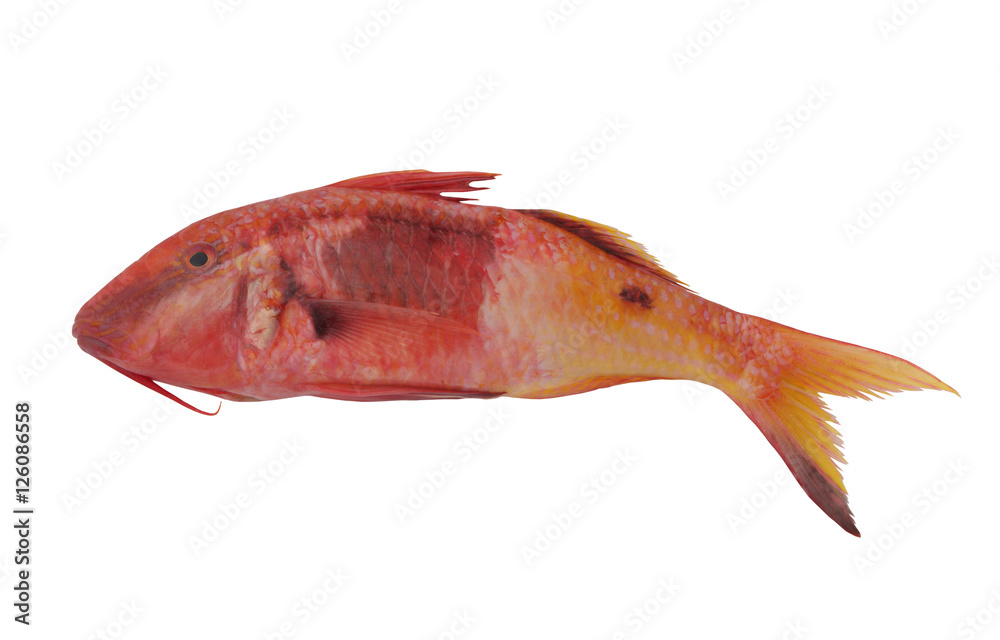 Obraz premium Colorful red mullet fish isolated on white background