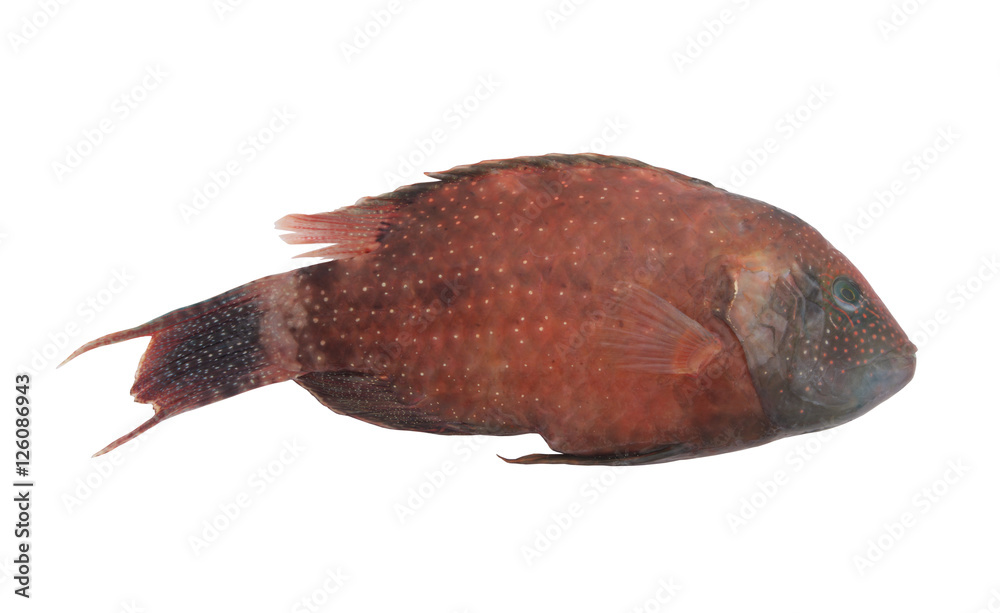 Brown parrot sea fish isolated on white